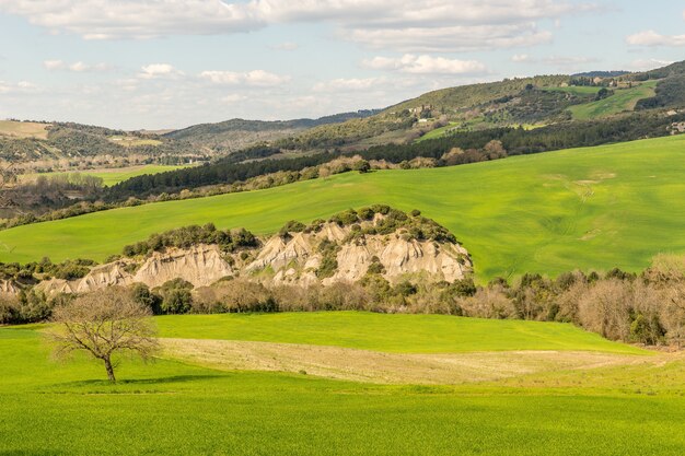 Bella ripresa di un campo erboso con un albero e una montagna in lontananza