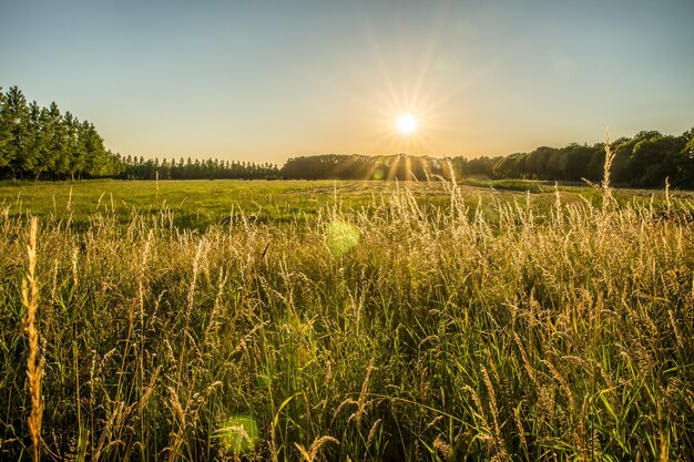 Bella ripresa di un campo erboso e alberi in lontananza con il sole che splende nel cielo