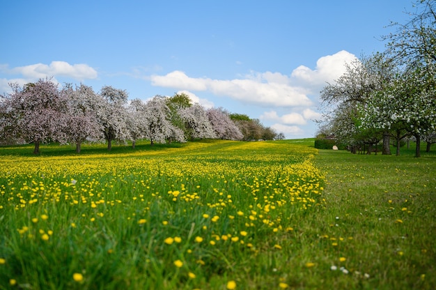 Bella ripresa di un campo verde ricoperto di fiori gialli vicino agli alberi di ciliegio