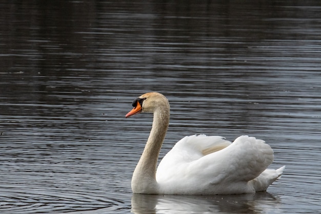 Bella ripresa di un cigno bianco che nuota nell'acqua