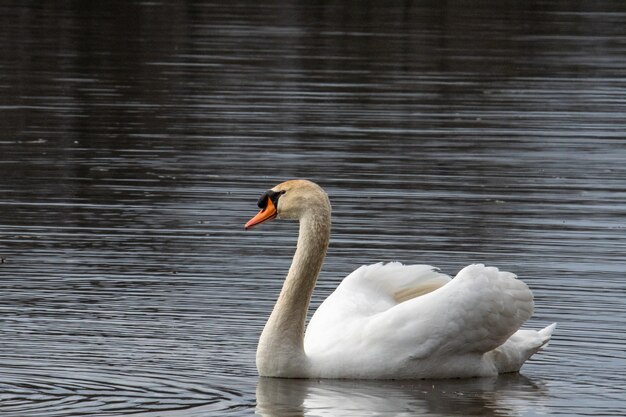 Bella ripresa di un cigno bianco che nuota nell'acqua