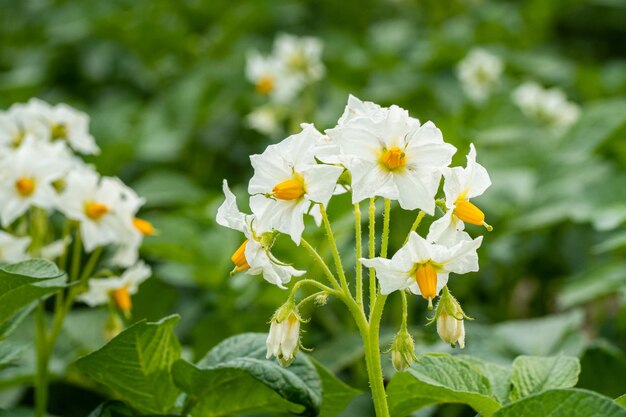 Bella ripresa di un fiore di malva albero con foglie verdi