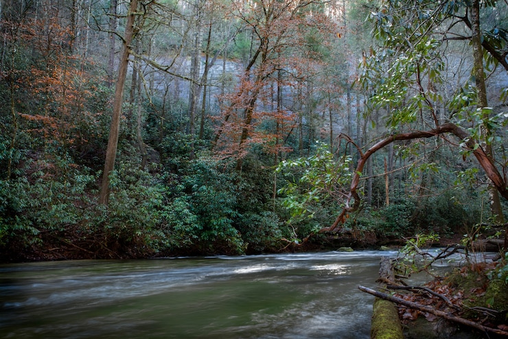 Foto gratuito bella ripresa di un fiume in mezzo a una foresta