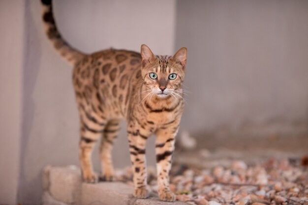 Bella ripresa di un gatto bengala che fissa curiosamente la telecamera con uno sfondo sfocato