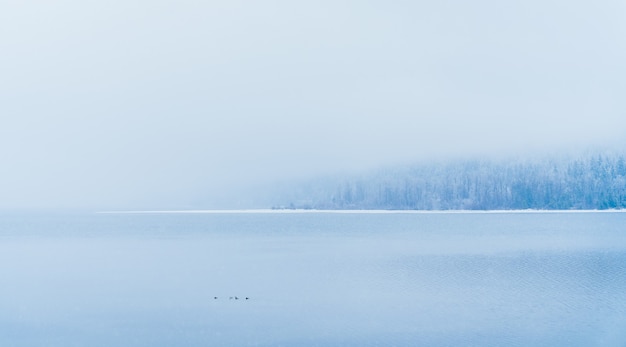 Bella ripresa di un lago con alberi innevati in lontananza sotto la nebbia