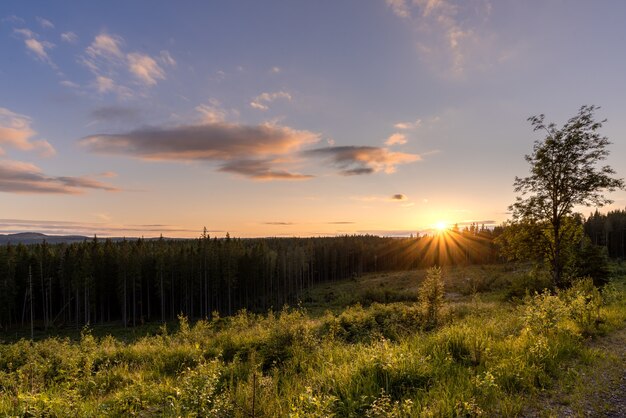 Bella ripresa di un lago con circondato da alberi al tramonto