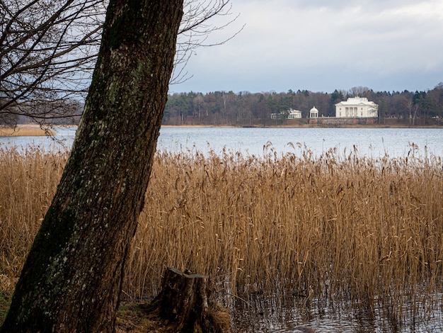 Bella ripresa di un lago con erba secca e un albero e un edificio bianco in lontananza