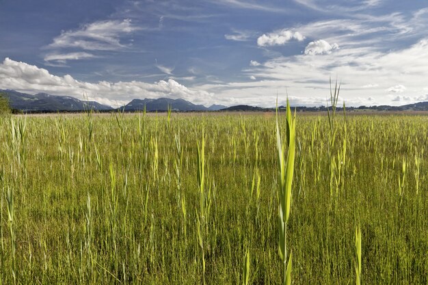 Bella ripresa di un paesaggio di un campo verde con montagne