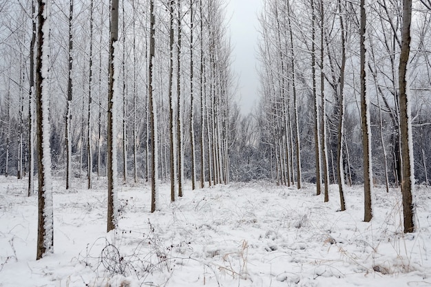 Bella ripresa di un paesaggio forestale invernale innevato