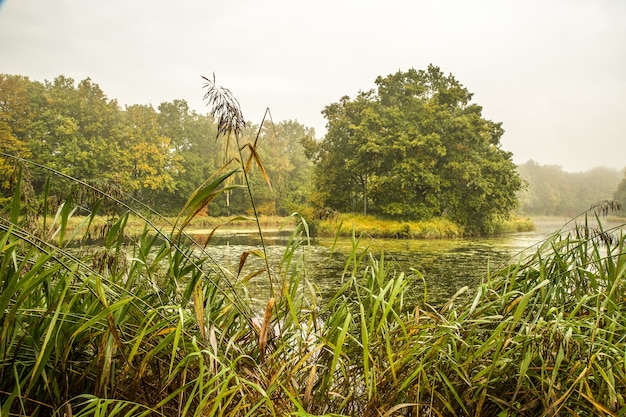 Bella ripresa di un parco con alberi e un lago in una giornata nuvolosa