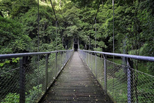 Bella ripresa di un ponte nel mezzo di un bosco circondato da alberi e piante verdi