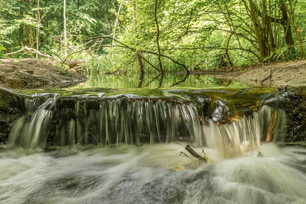 Bella ripresa di un ruscello d'acqua in mezzo al verde degli alberi della foresta