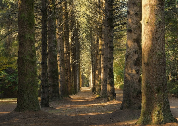 Bella ripresa di un sentiero nel mezzo di una foresta con grandi alberi ad alto fusto durante il giorno