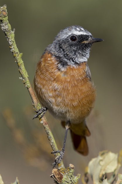 Bella ripresa di un uccello maschio comune Codirosso spazzacamino (Phoenicurus Phoenicurus) su un ramo di un albero