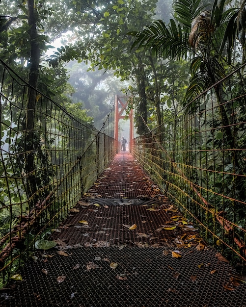 Bella ripresa di un vecchio ponte in mezzo alla foresta