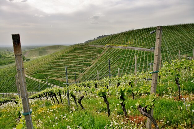 Bella ripresa di un verde collinare di vigneti sotto un cielo nuvoloso nella città di Kappelrodeck