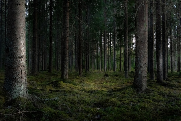 Bella ripresa di una foresta con alti alberi verdi