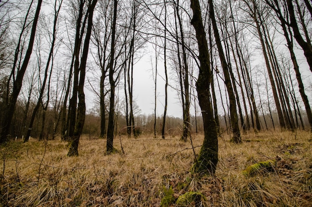 Bella ripresa di una foresta inquietante con un cielo cupo