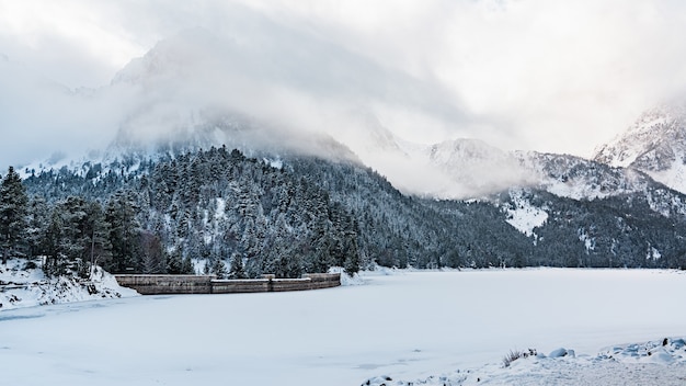 Bella ripresa di una giornata nebbiosa in una foresta invernale vicino a una montagna