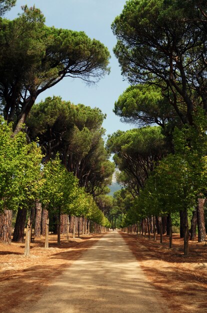 Bella ripresa di una passerella in un parco circondato da alberi