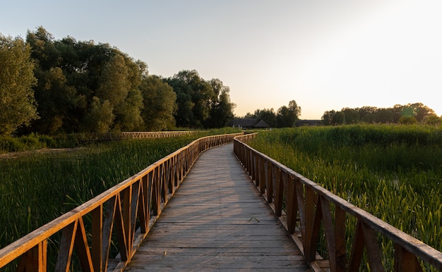 Bella ripresa di una passerella nel parco circondato da alte erbe e alberi durante l'alba