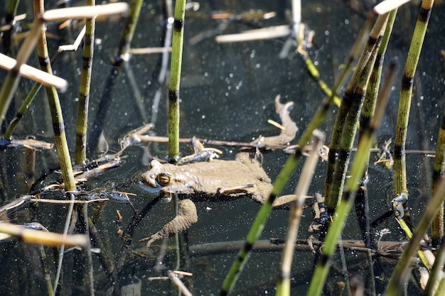 Bella ripresa di una rana che nuota nel laghetto chiamato Sulfne in Alto Adige, Italia