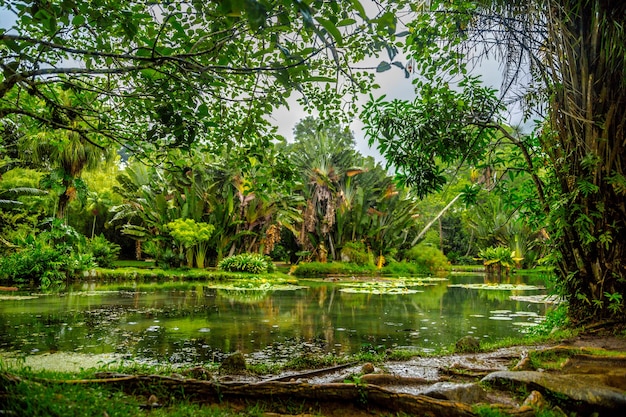 Bella ripresa di uno stagno nel mezzo di una foresta