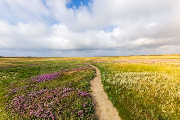 Bella ripresa di uno stretto sentiero in mezzo al campo erboso con fiori sotto un cielo nuvoloso