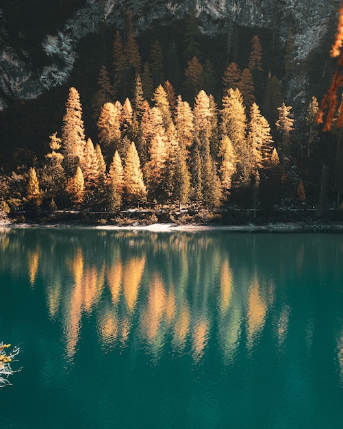 Bella ripresa verticale degli alberi con foglie gialle sulla riva del lago