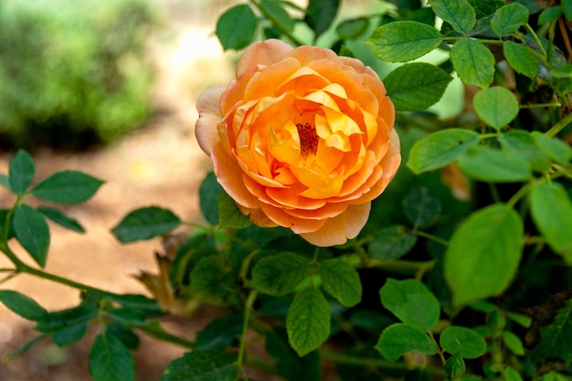 Bella rosa di colore arancione che cresce in un giardino