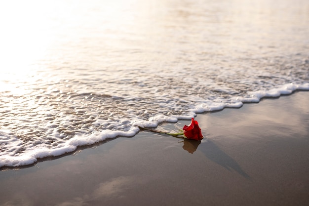 Bella rosa lasciata sulla spiaggia con acqua mossa