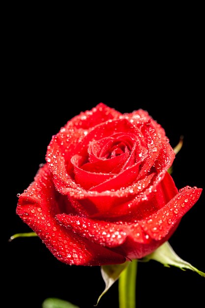 Bella rosa rossa sbocciata con gocce di pioggia su sfondo nero. Simbolo dell'amore. Regalo di anniversario.
