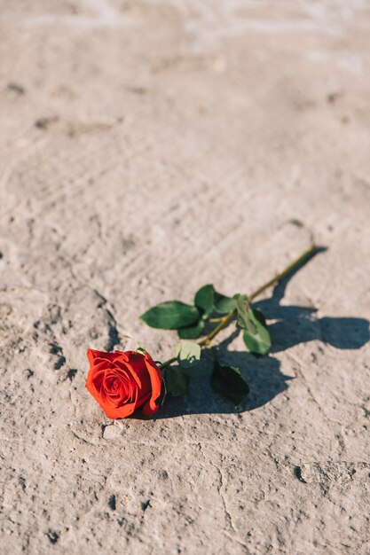 Bella rosa rossa su calcestruzzo