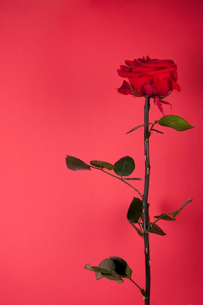 Bella rosa rossa su sfondo rosso