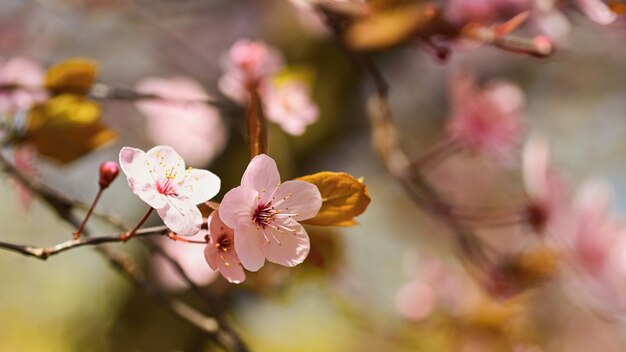 Bella scena della natura con albero in fiore e sole