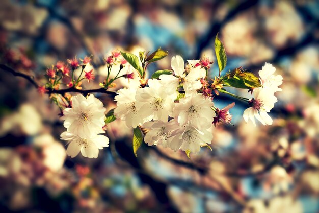 Bella sfumatura colorata di sfondo del fiore. Orizzontale. Concetto di primavera. Tonificante. Messa a fuoco selettiva.