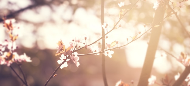 Bella sfumatura colorata di sfondo del fiore. Orizzontale. Concetto di primavera. Tonificante. Messa a fuoco selettiva.