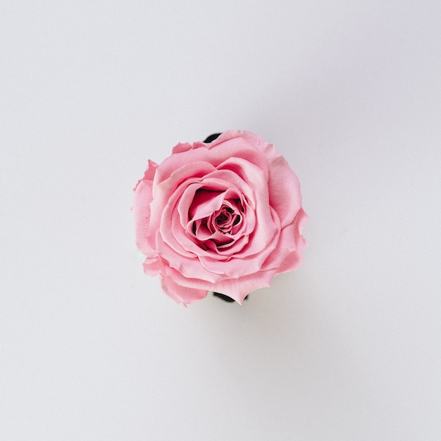 Bella singola rosa rosa isolata su bianco
