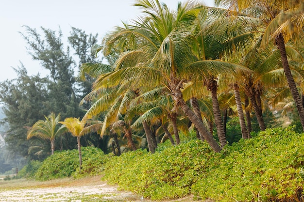 Bella spiaggia sabbiosa con palme e cespugli tropicali