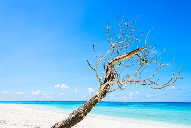 Bella spiaggia tropicale