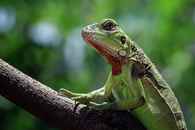 Bella testa del primo piano dell'iguana rossa del bambino sul primo piano animale di legno