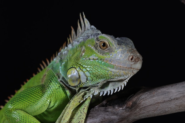 Bella testa di primo piano dell'iguana verde sul ramo