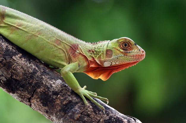 Bella testa rossa del primo piano dell'iguana su legno