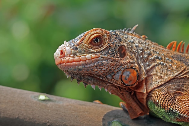 Bella testa rossa del primo piano dell'iguana su legno