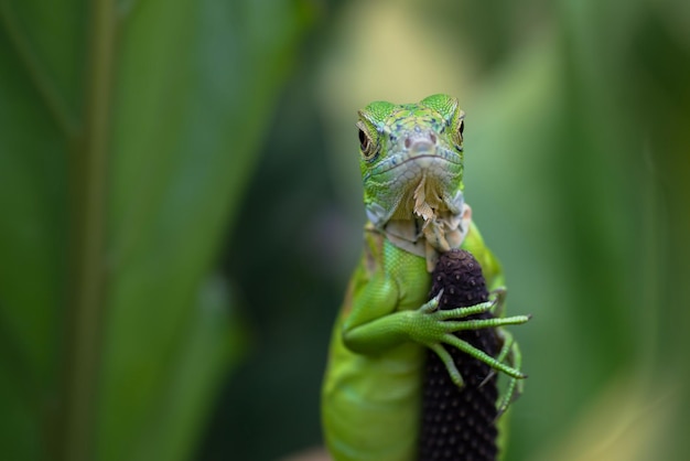 Bella testa verde del primo piano dell'iguana su legno