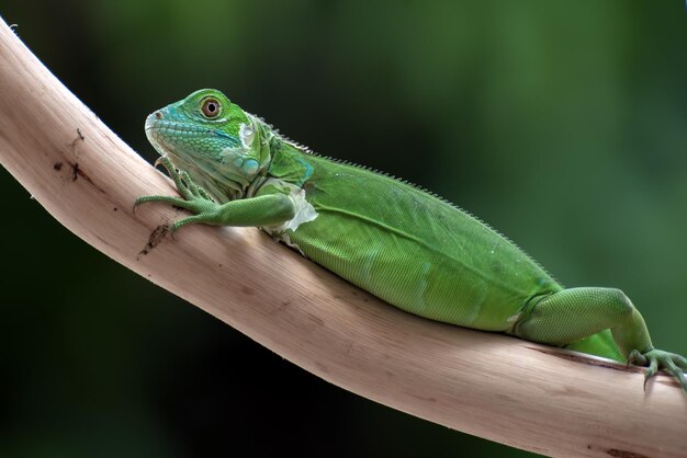 Bella testa verde del primo piano dell'iguana sul primo piano animale di legno