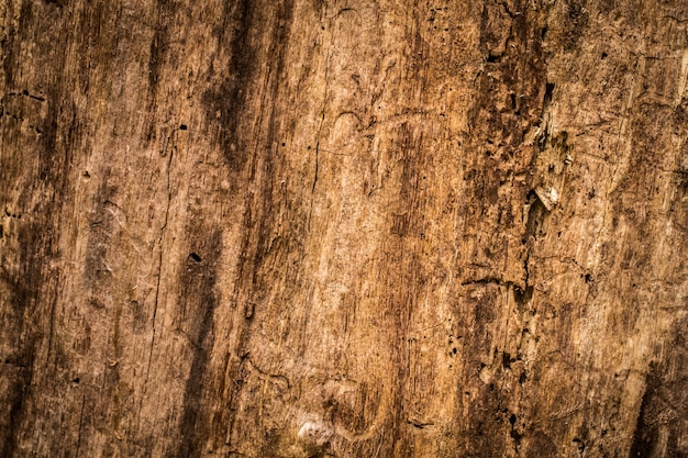 bella vecchia struttura di legno naturale, primo piano