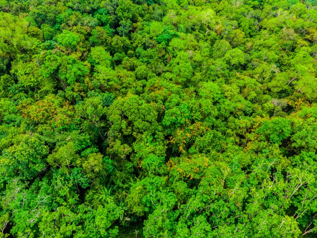 Bella veduta aerea degli alberi della natura nella foresta