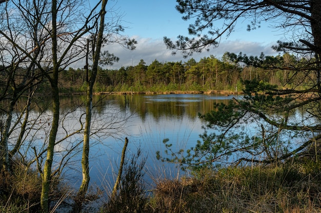 Bella vista degli alberi in una foresta vicino al lago