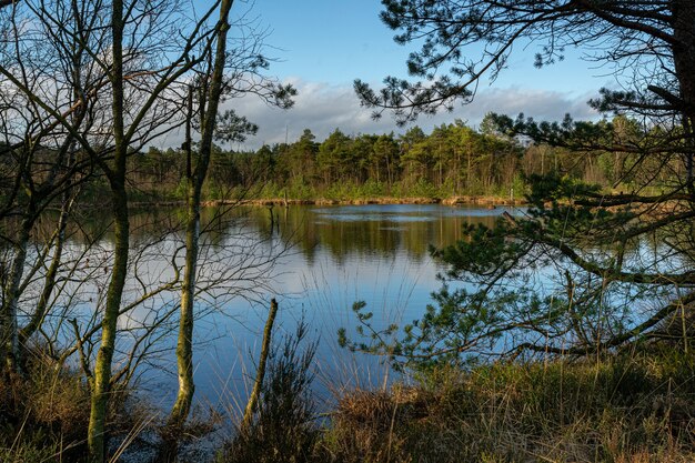 Bella vista degli alberi in una foresta vicino al lago